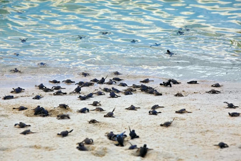 Beach in Florida